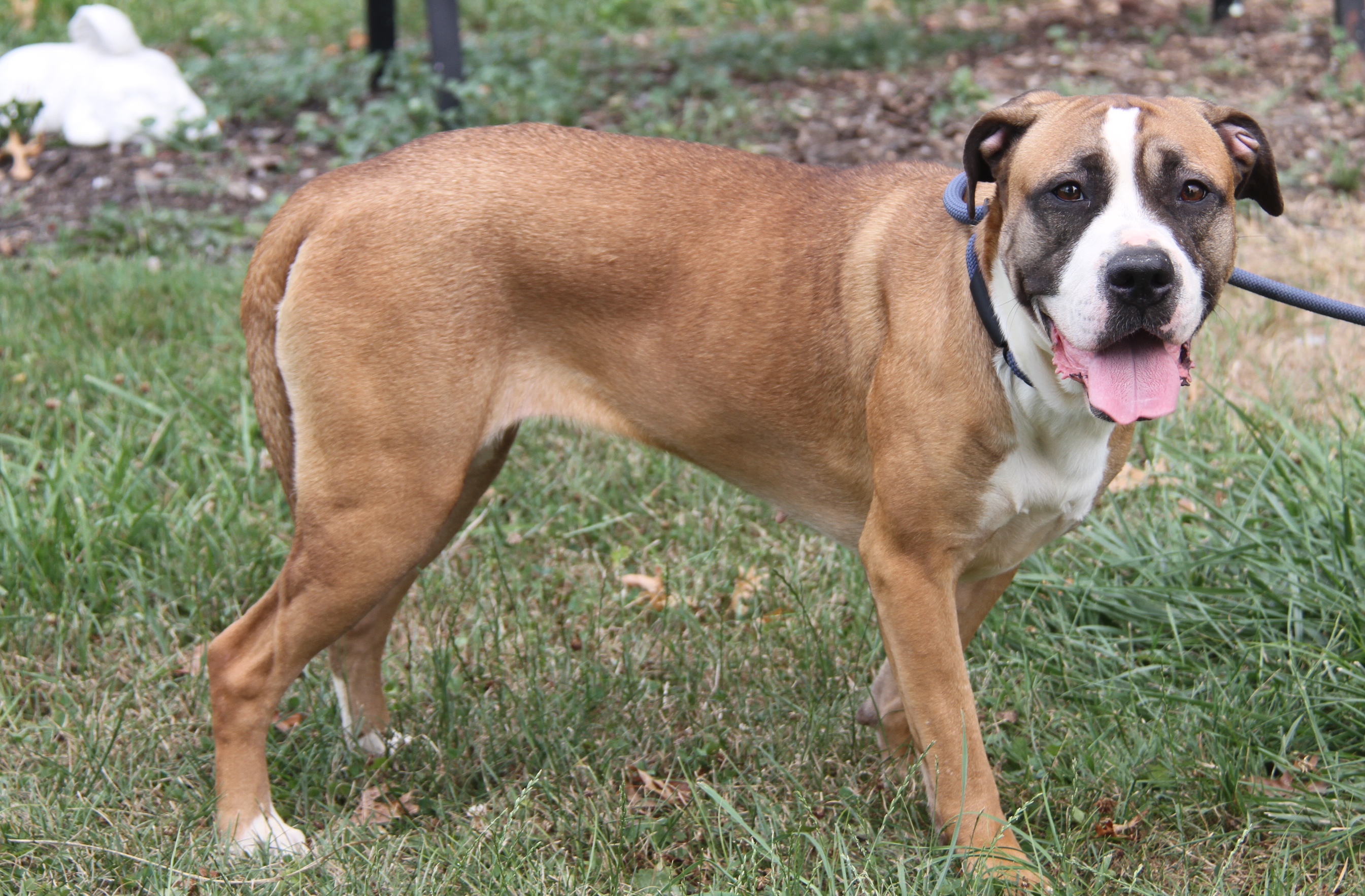Punky (Spayed), Adoptable, Adult Female Mastiff & Boxer.
