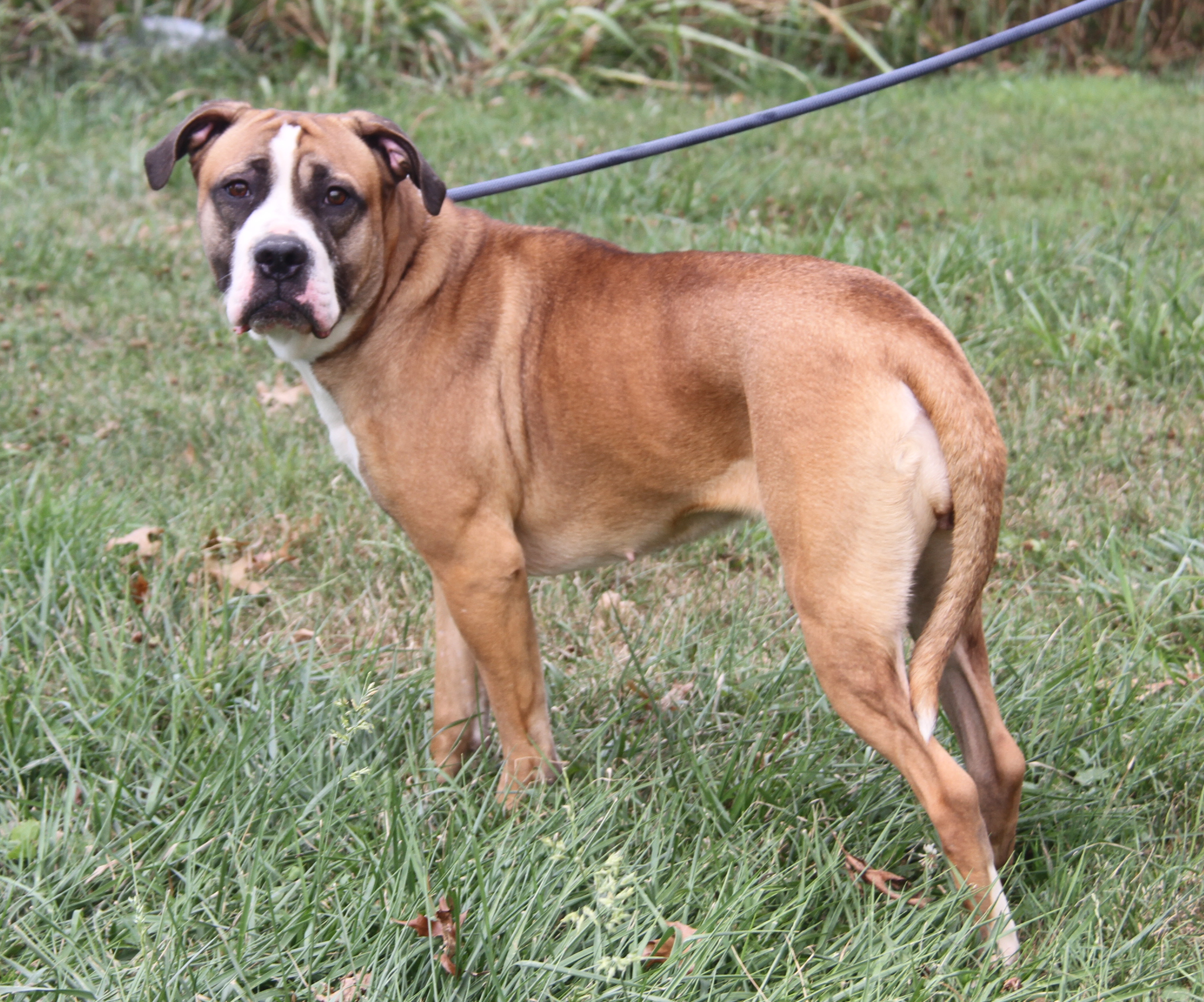 Enlarge Punky (Spayed), a Adoptable mixed breed in Marietta, OH image 3/6