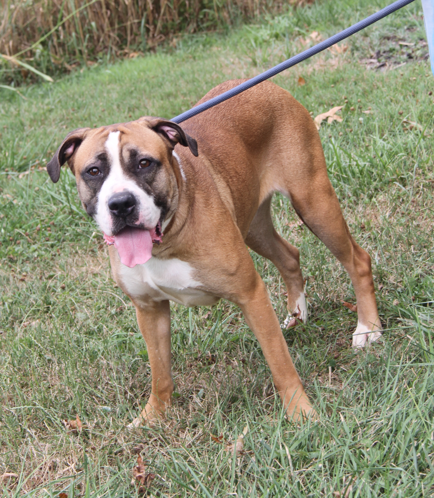 Enlarge Punky (Spayed), a Adoptable mixed breed in Marietta, OH image 2/6