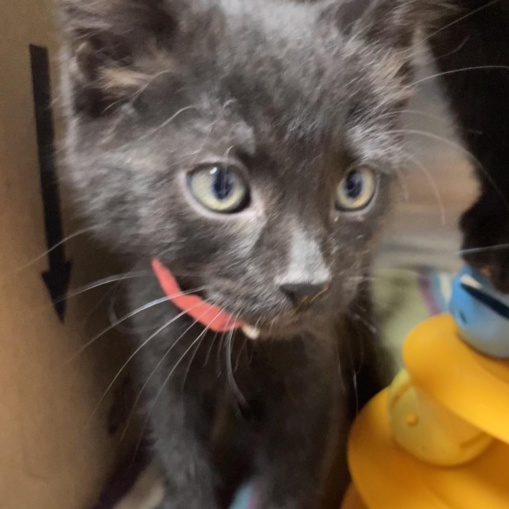 Sasuke, a Adoptable Domestic Short Hair in Taos, NM image 1/4