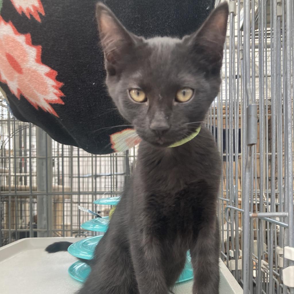 Sasuke, a Adoptable Domestic Short Hair in Taos, NM image 4/4