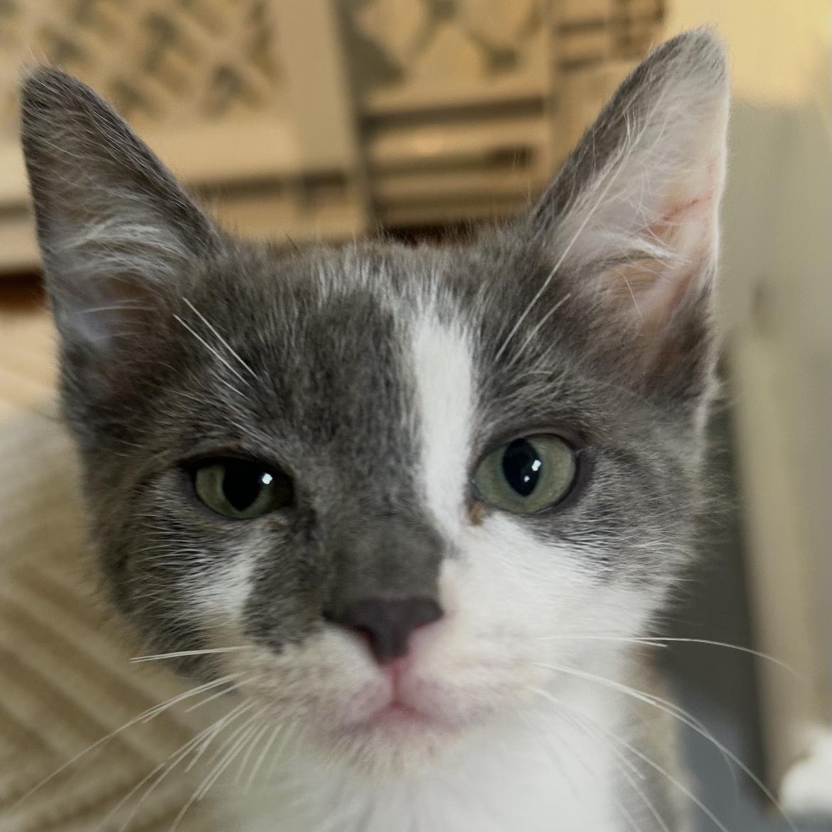 Muta, a ADOPTABLE Domestic Short Hair in Brockport, NY image 6/6