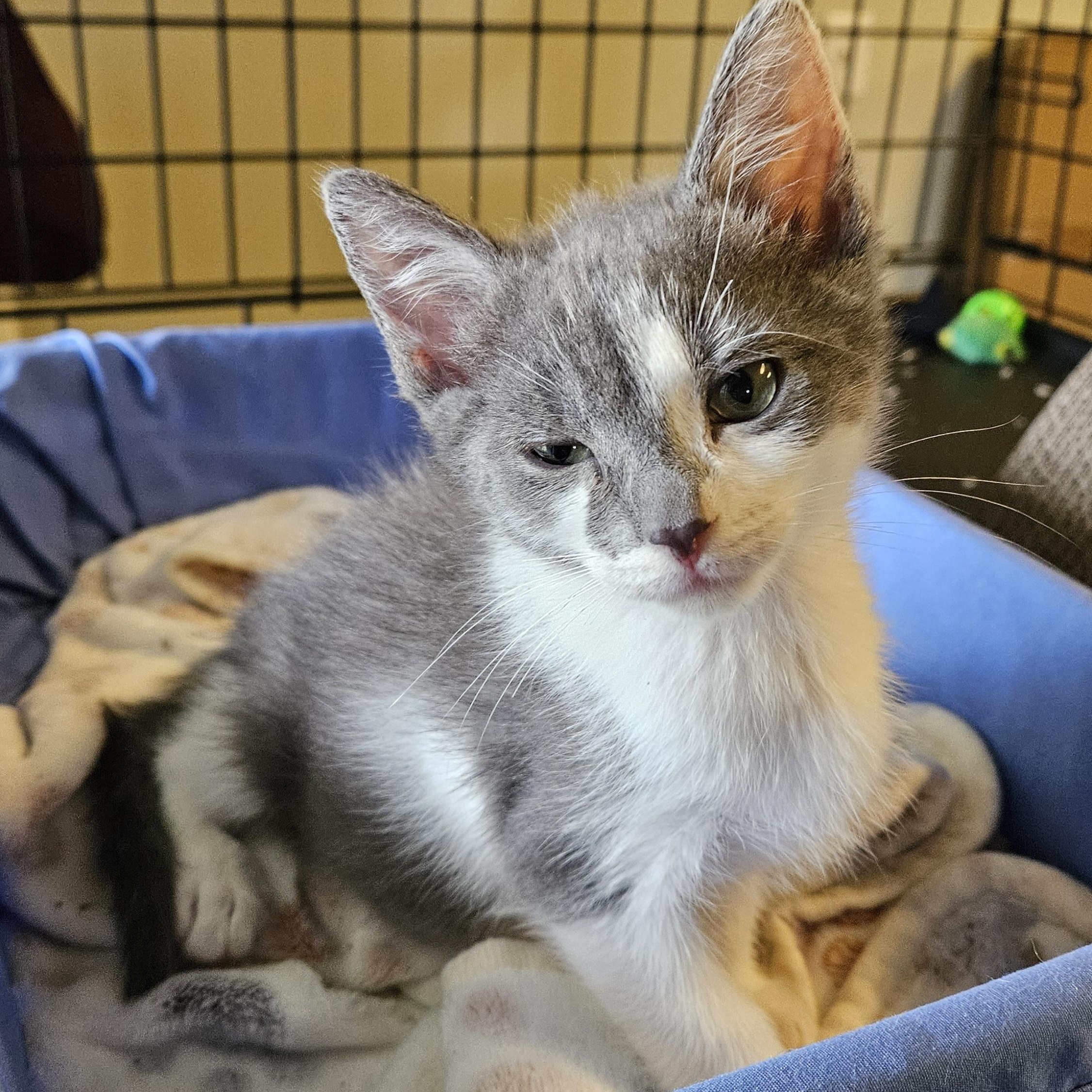 Muta, a ADOPTABLE Domestic Short Hair in Brockport, NY image 2/6
