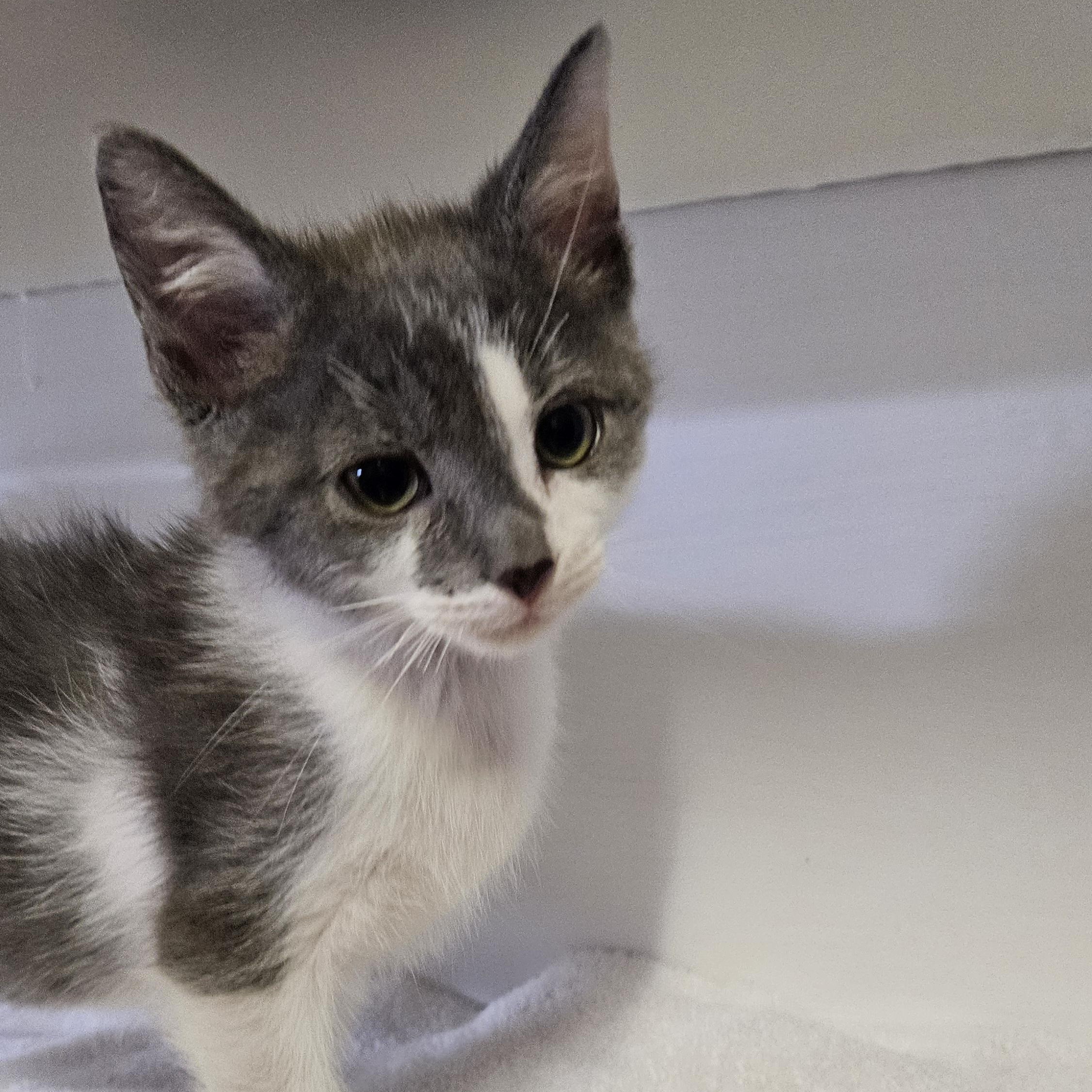 Muta, a ADOPTABLE Domestic Short Hair in Brockport, NY image 3/6