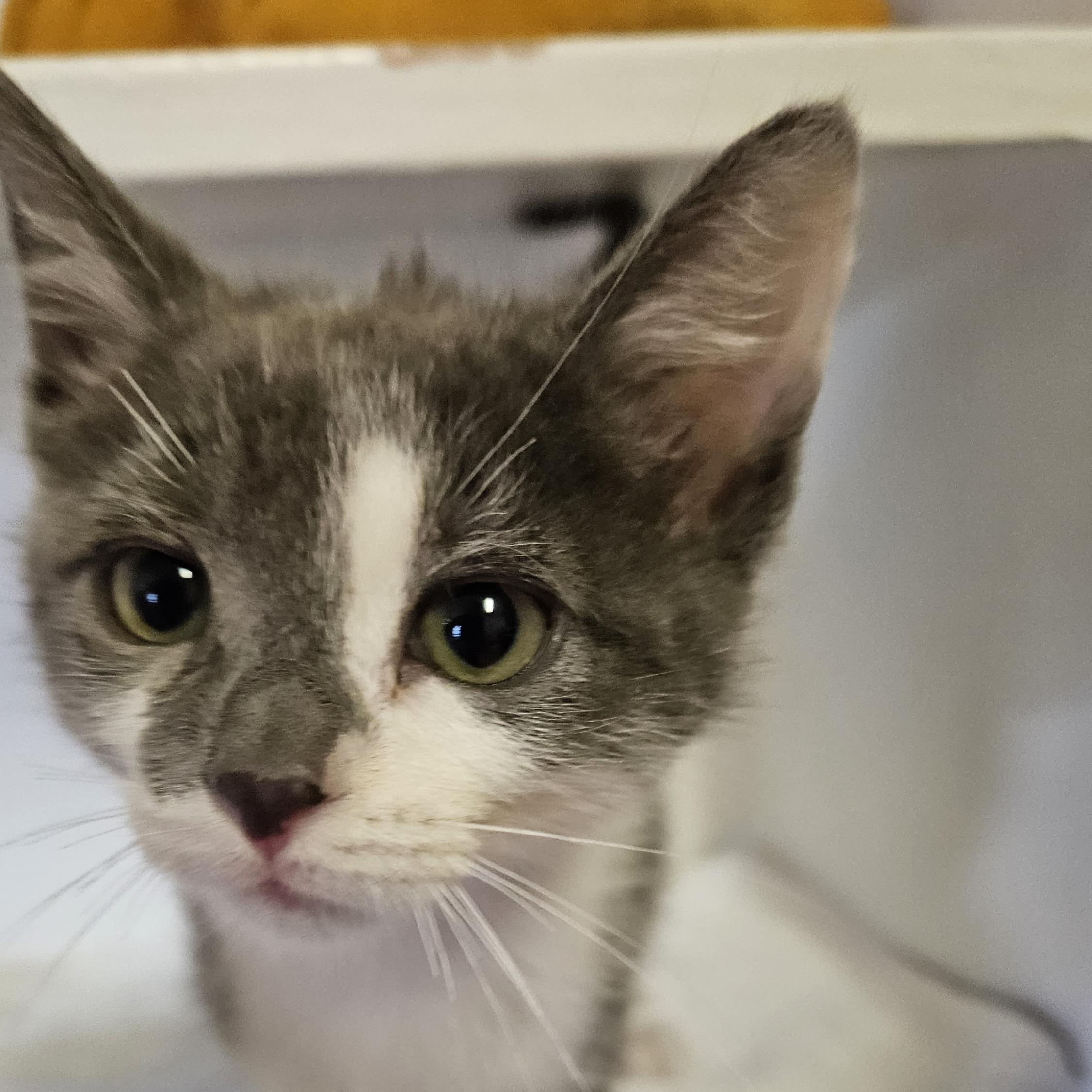 Muta, a ADOPTABLE Domestic Short Hair in Brockport, NY image 4/6