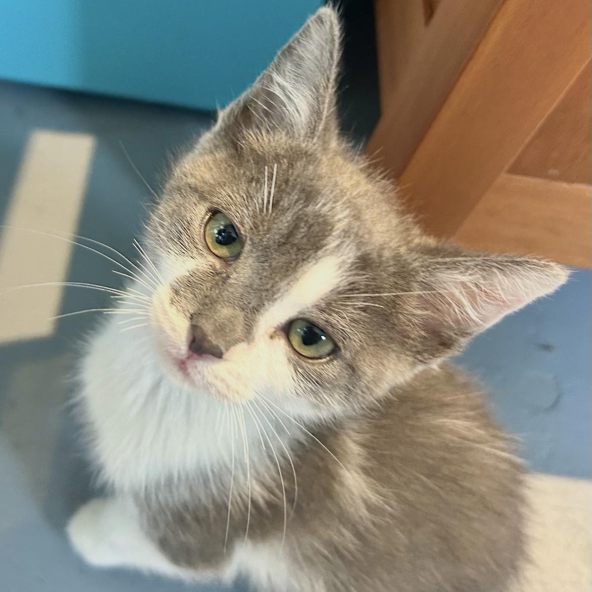 Muta, a ADOPTABLE Domestic Short Hair in Brockport, NY image 5/6