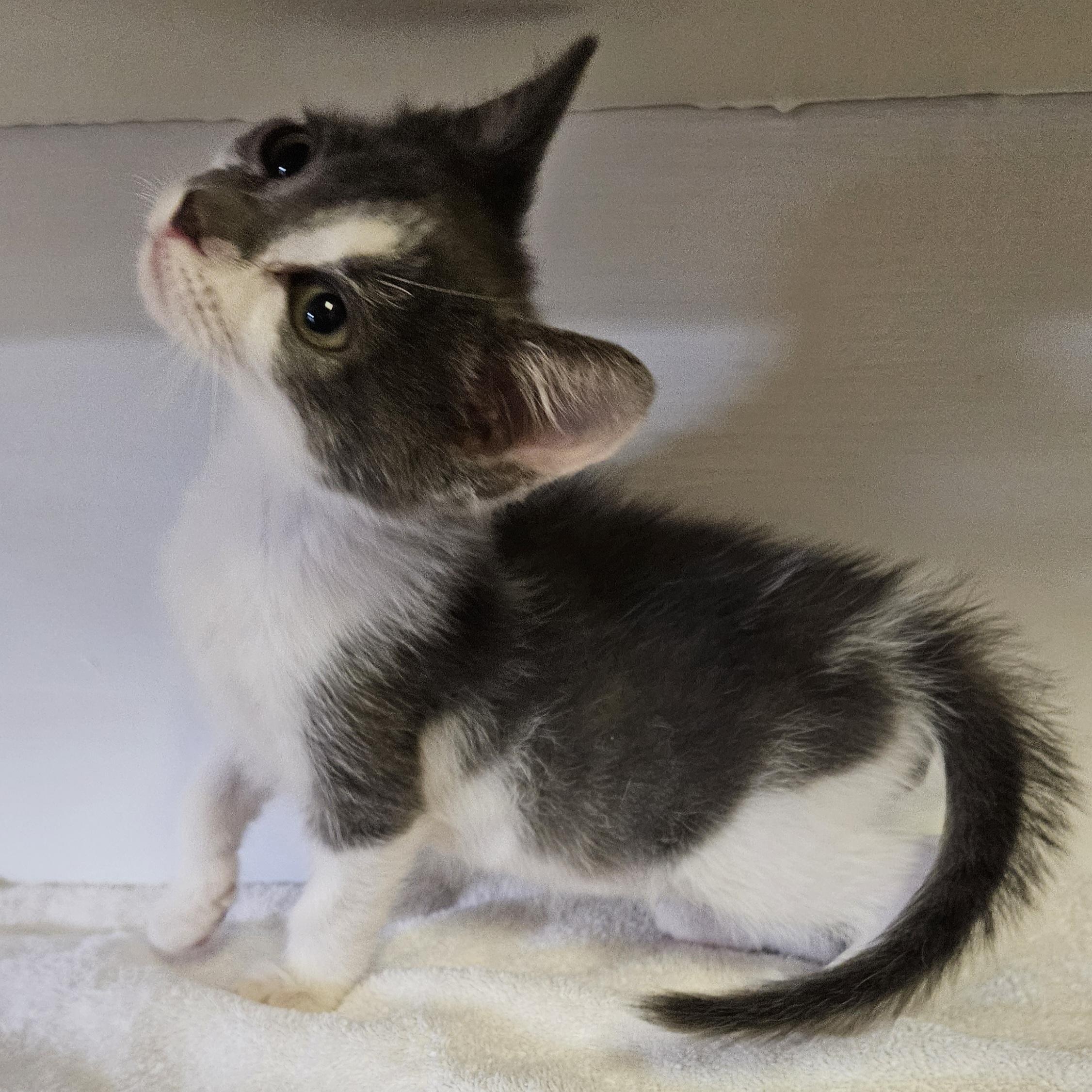 Muta, ADOPTABLE, Kitten Male Domestic Short Hair.