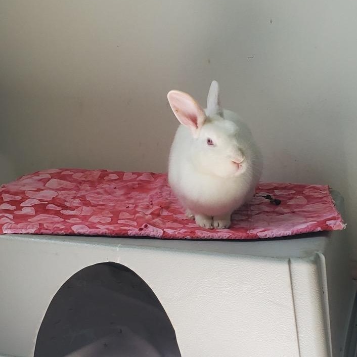 Frost, Adoptable, Adult Male Florida White.