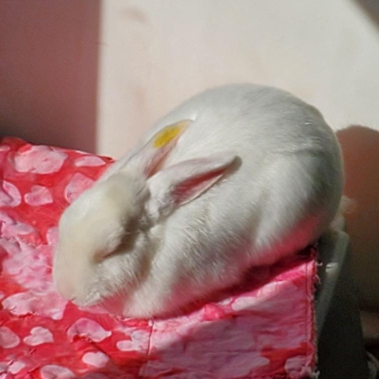 Frost, a Adoptable Florida White in Alliston, ON image 2/6