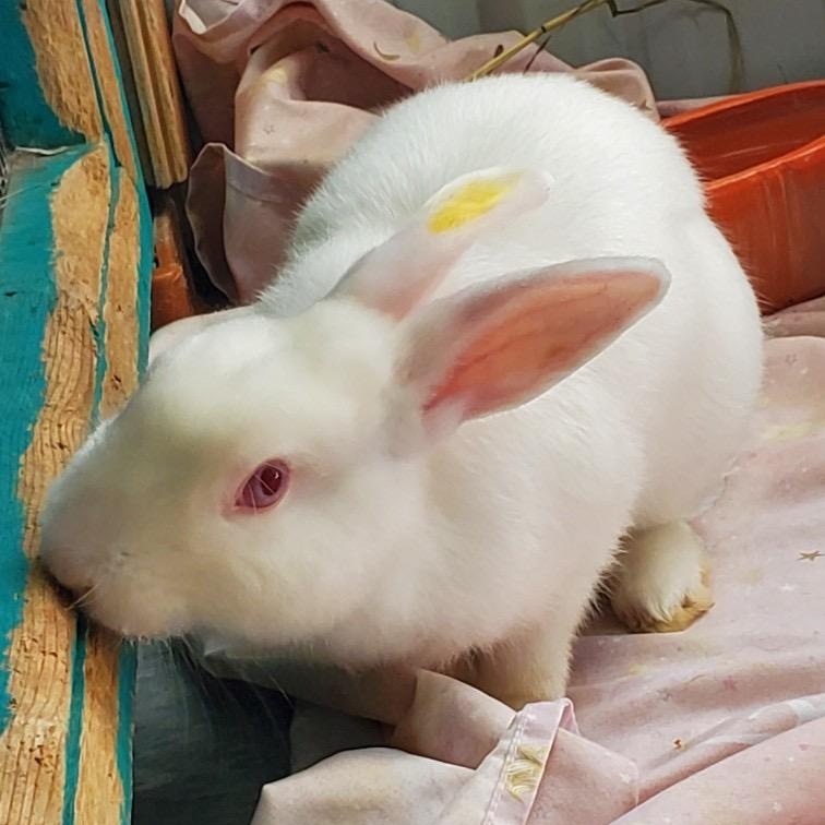 Frost, a Adoptable Florida White in Alliston, ON image 3/6