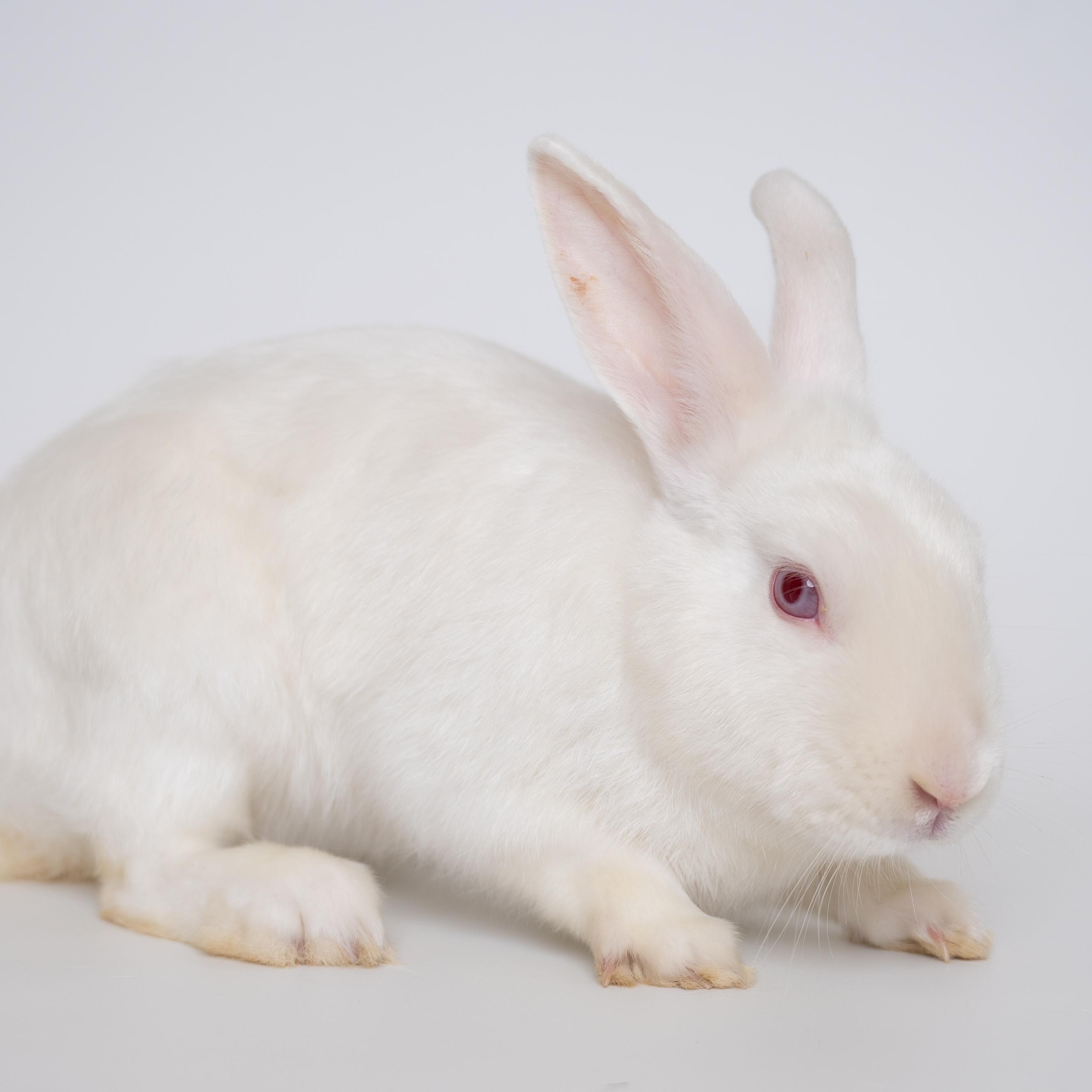 Frost, a Adoptable Florida White in Alliston, ON image 4/6