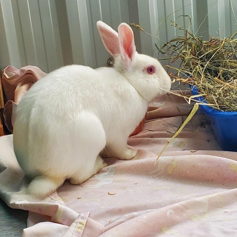 Frost, a Adoptable Florida White in Alliston, ON image 5/6