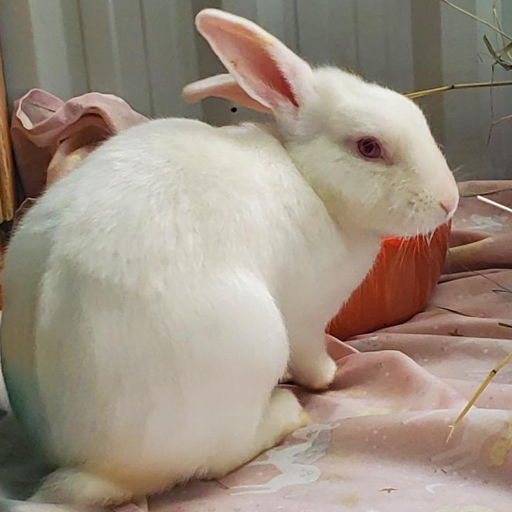 Frost, Adoptable, Adult Male Florida White.