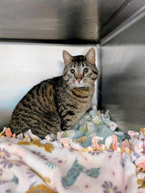 Enlarge MILA, a Adoptable Domestic Short Hair in Frisco, CO image 1/1