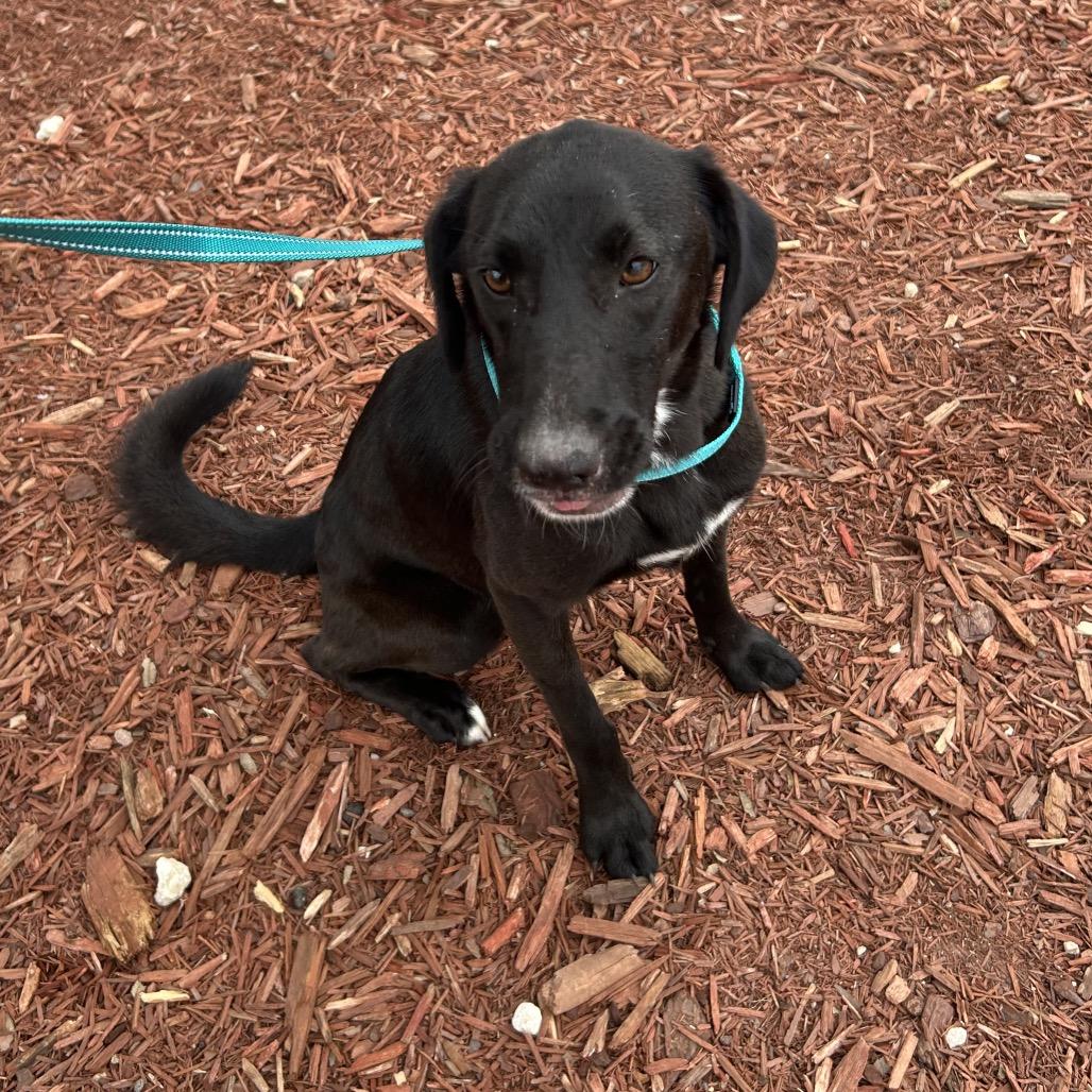 Tender, Adoptable, Young Female Mixed Breed.