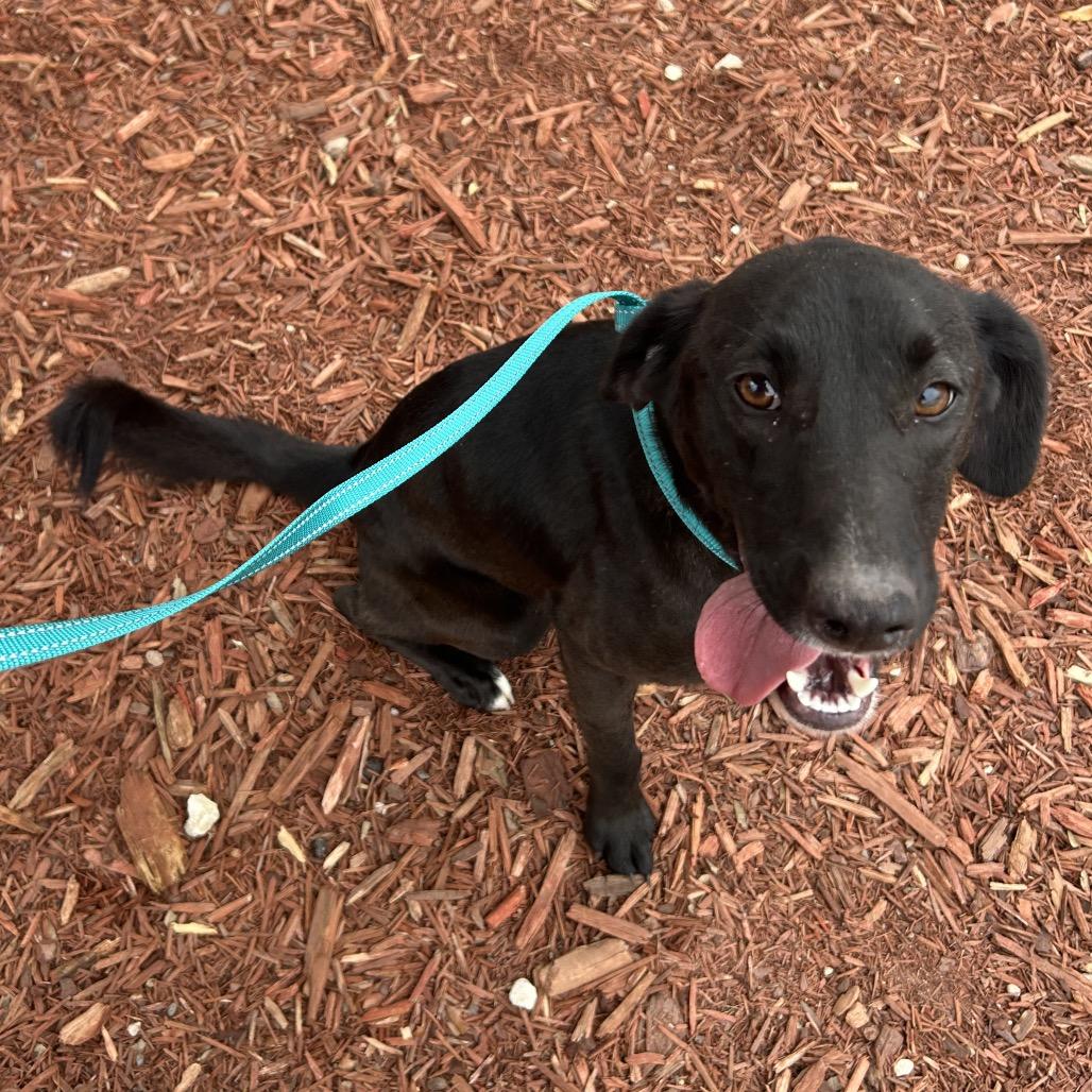 Enlarge Tender, a Adoptable Mixed Breed in Bronson, FL image 3/3