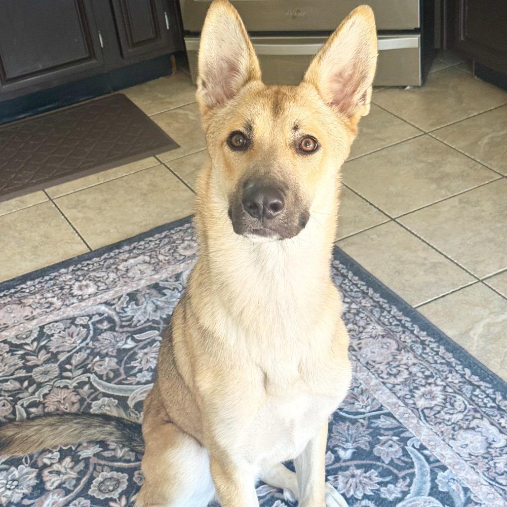 Enlarge Woody, a Adoptable mixed breed in Flower Mound, TX image 1/6