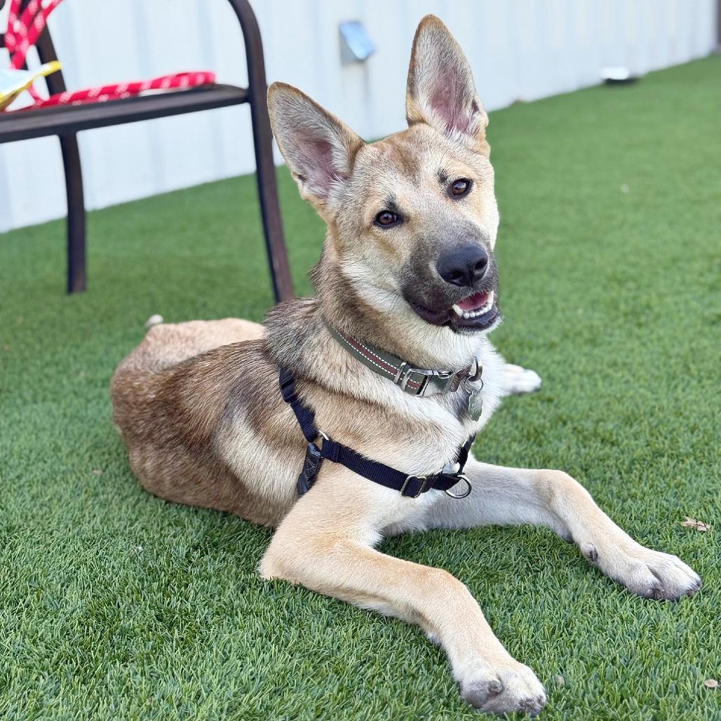 Enlarge Woody, a Adoptable mixed breed in Flower Mound, TX image 3/6