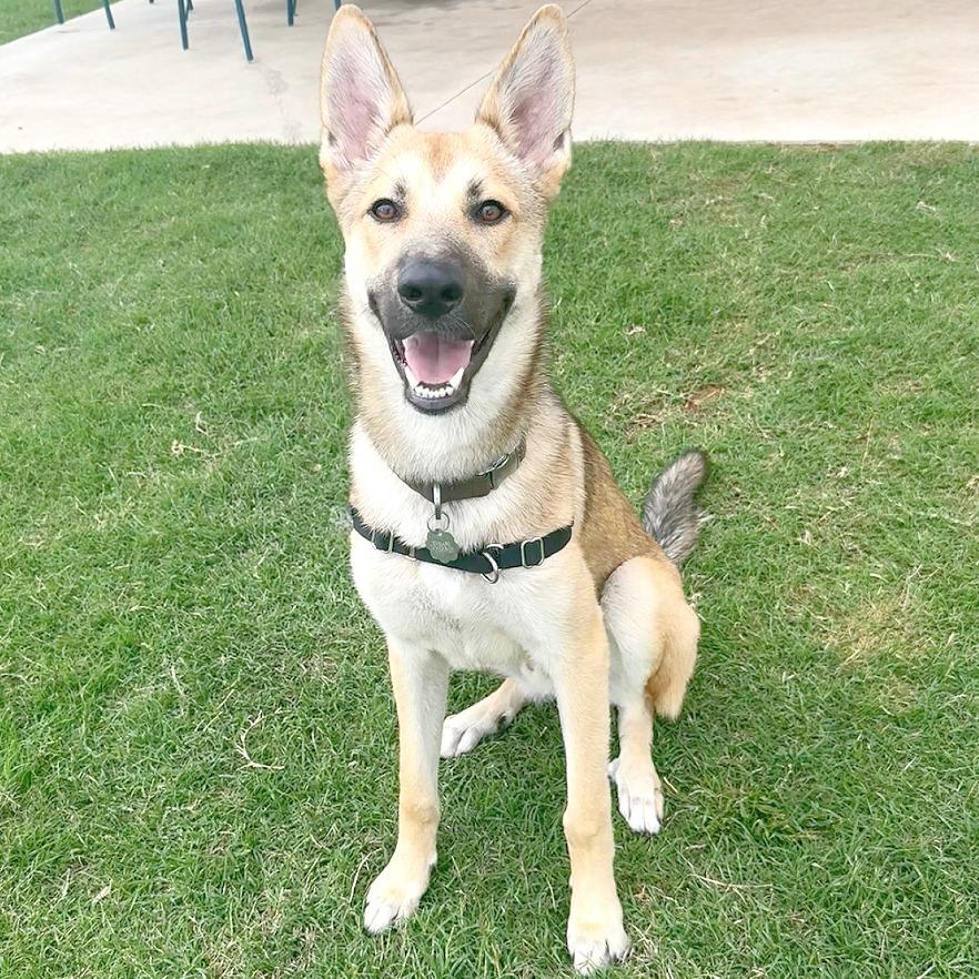 Enlarge Woody, a Adoptable mixed breed in Flower Mound, TX image 1/6