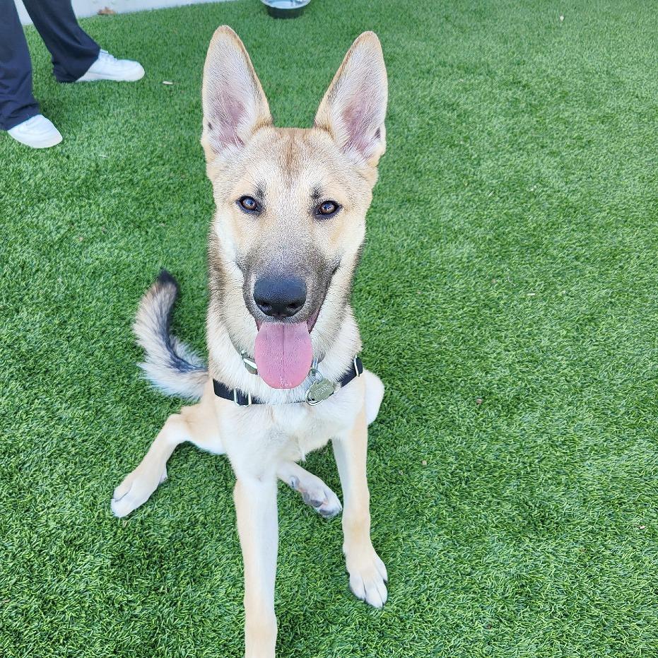 Enlarge Woody, a Adoptable mixed breed in Flower Mound, TX image 4/6