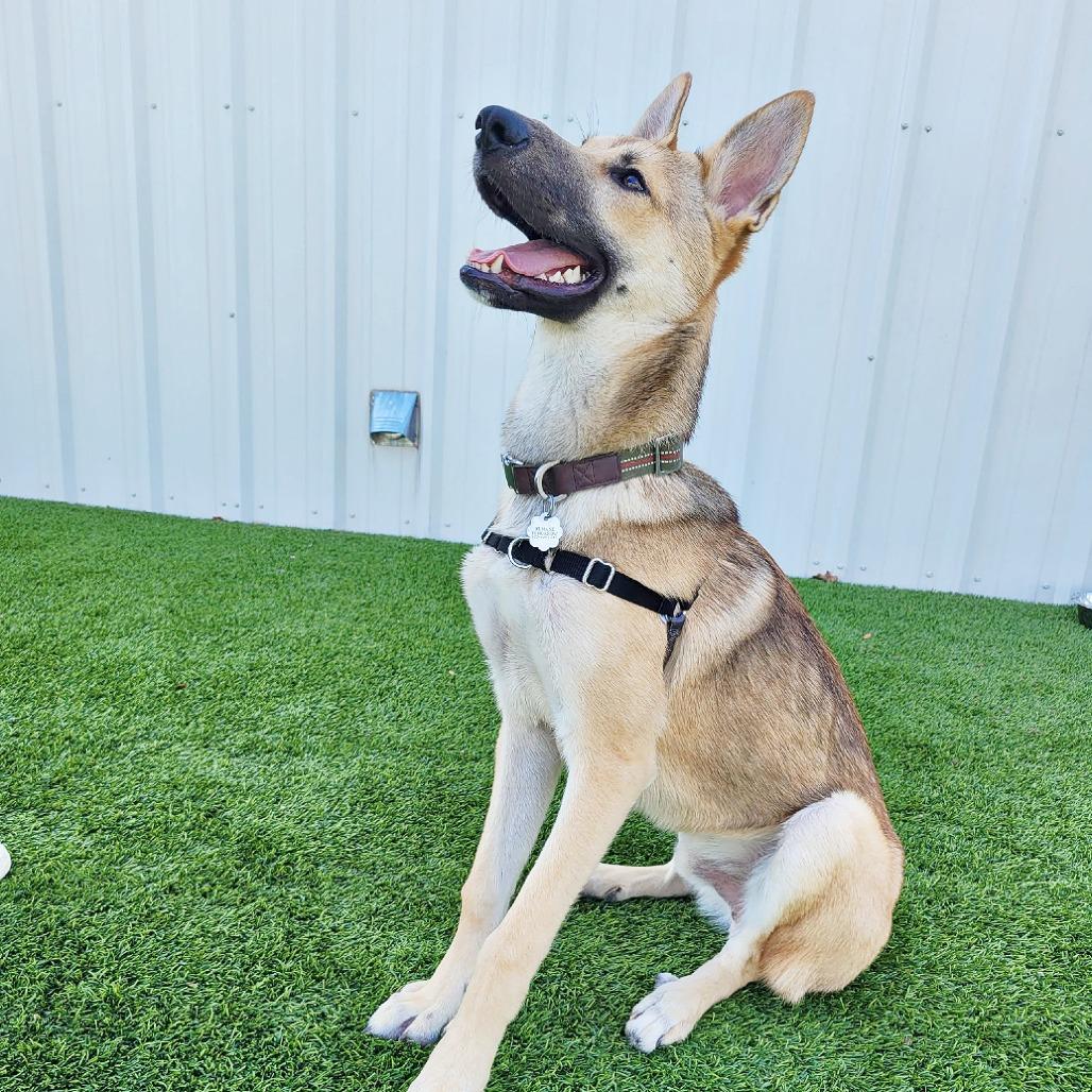 Enlarge Woody, a Adoptable mixed breed in Flower Mound, TX image 5/6