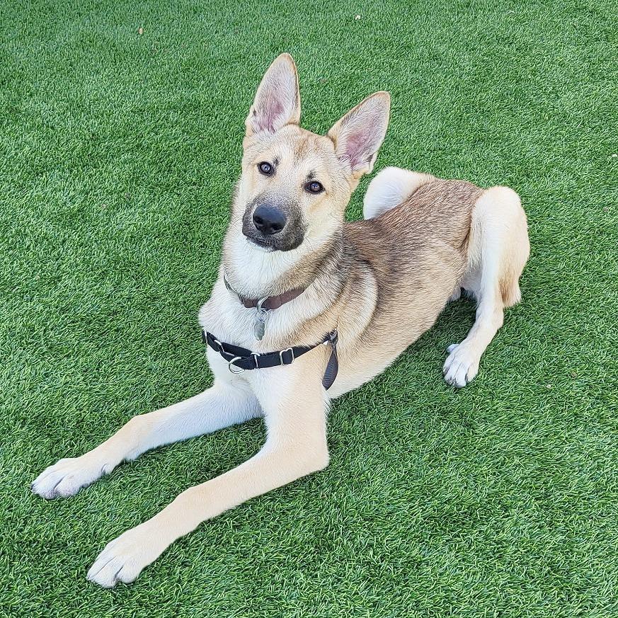 Enlarge Woody, a Adoptable mixed breed in Flower Mound, TX image 2/6