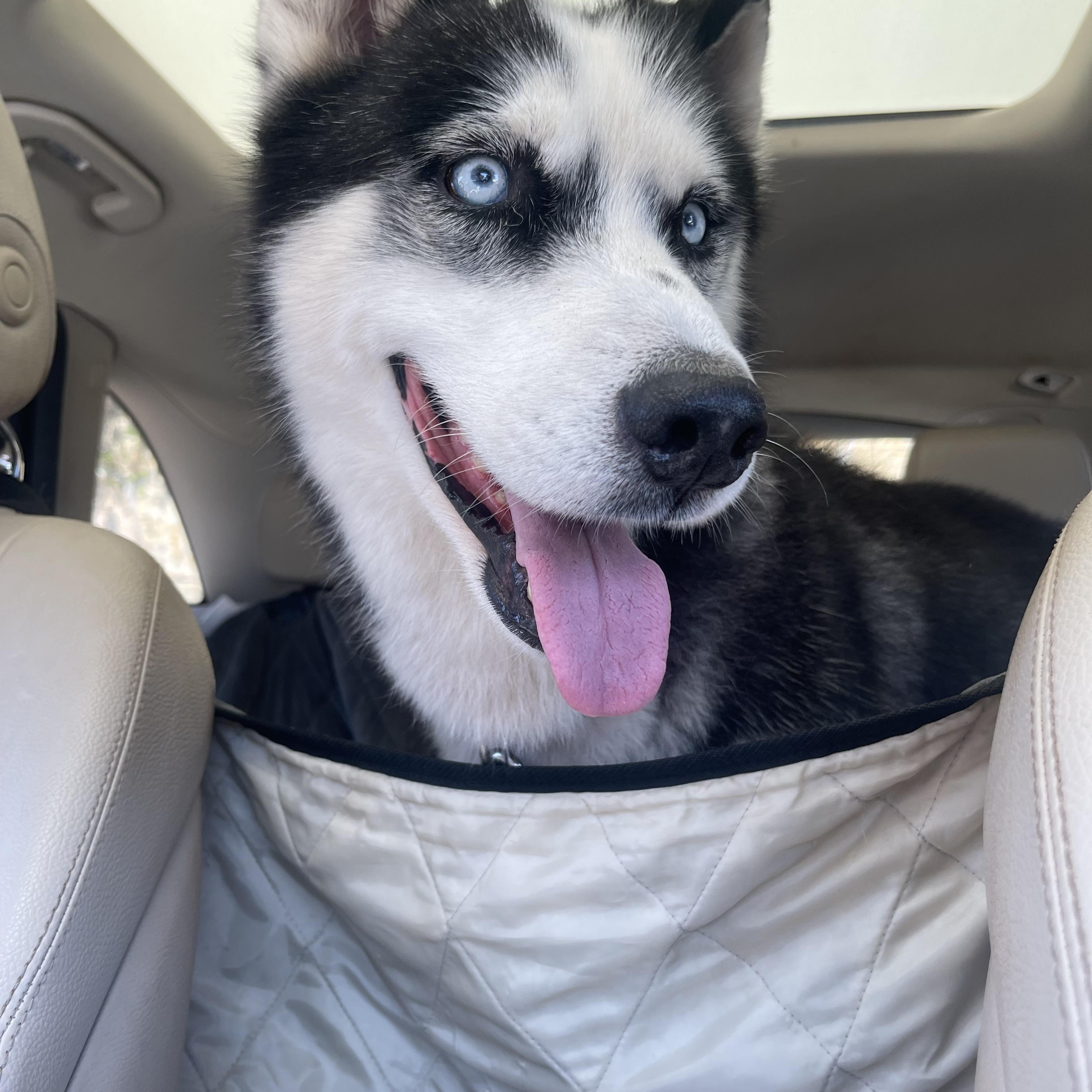 Dog for adoption - Chance, a Husky in Wilmington, NC | Petfinder