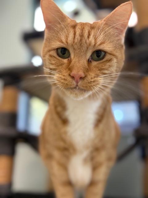 Enlarge Peach, a Adoptable Domestic Short Hair in New Port Richey, FL image 1/3