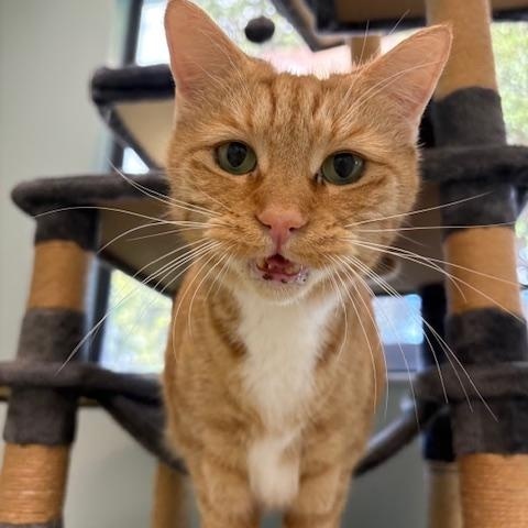 Enlarge Peach, a Adoptable Domestic Short Hair in New Port Richey, FL image 3/3