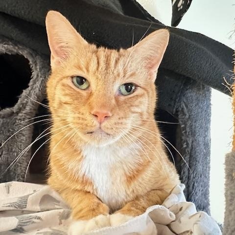 Peach, Adult Male Domestic Short Hair
