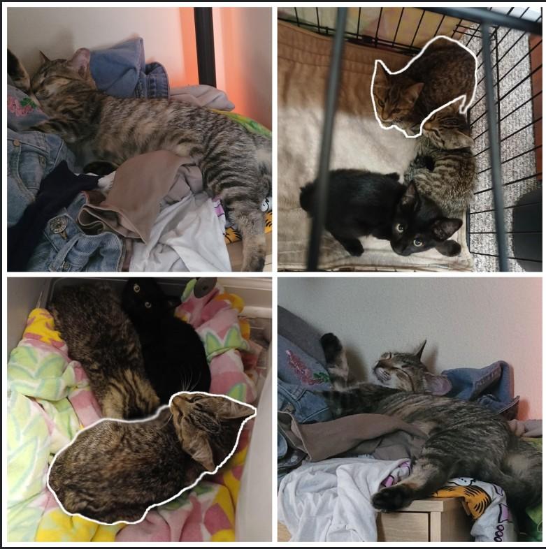 Enlarge Peridot (MF), a Adoptable Domestic Short Hair in Huddleston, VA image 1/2