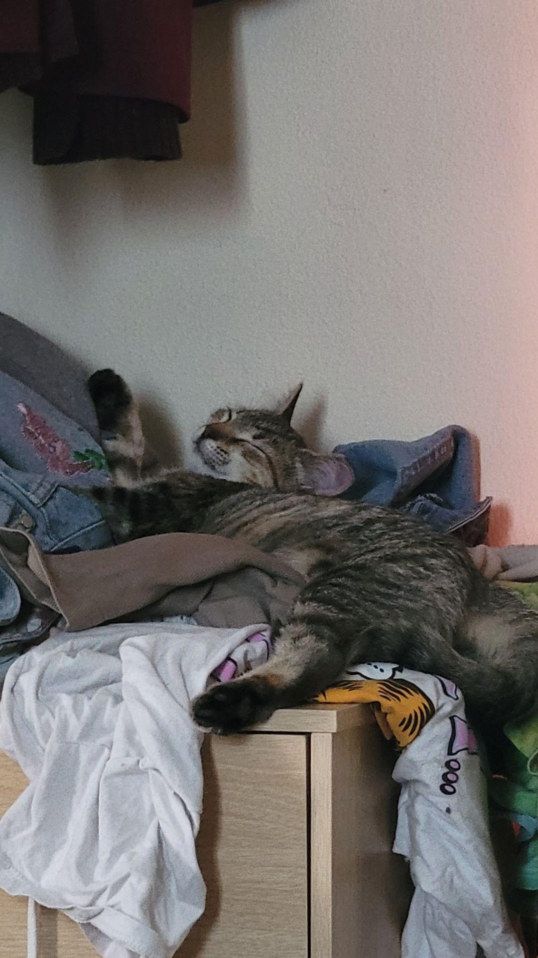 Enlarge Peridot (MF), a Adoptable Domestic Short Hair in Huddleston, VA image 2/2