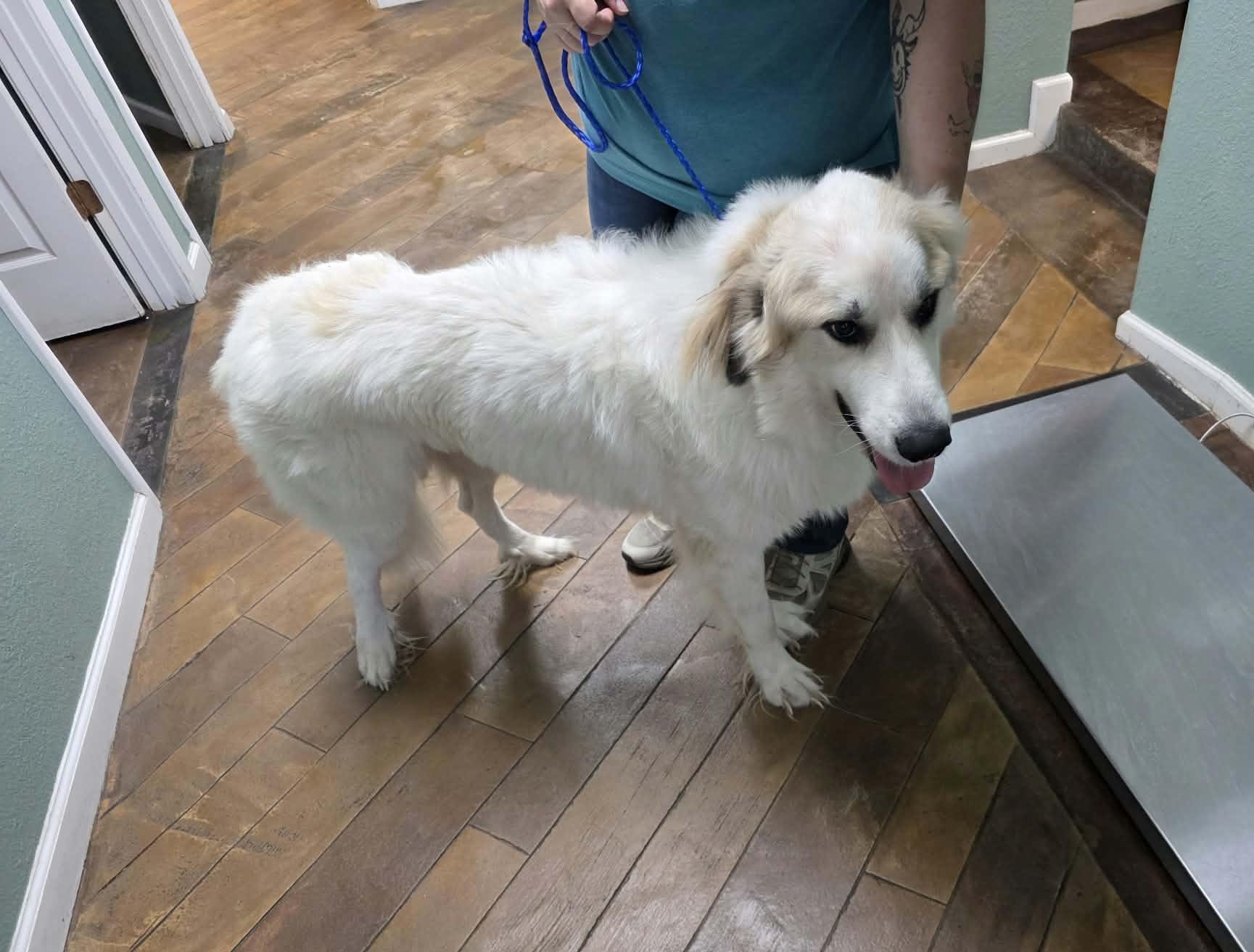 Great Pyrenees for Adoption in Dover, Delaware | Petfinder