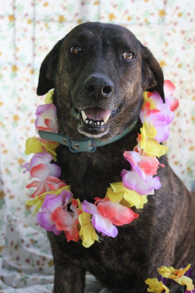 Georgia (Trinity), Adoptable, Adult Female Plott Hound.