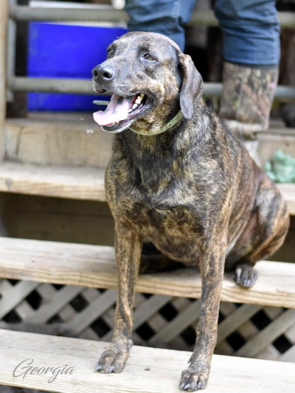 Georgia (Trinity), a Adoptable mixed breed in Brewster , NY image 2/6