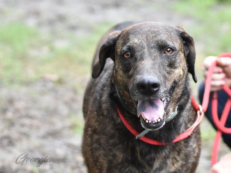 Georgia (Trinity), a Adoptable mixed breed in Brewster , NY image 3/6