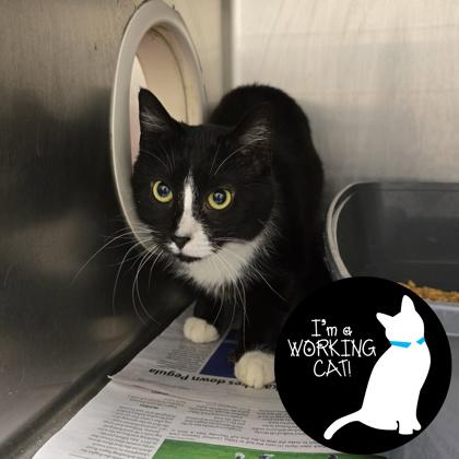 Edna Sprinkles, Adoptable, Young Female Domestic Short Hair & Domestic Short Hair.