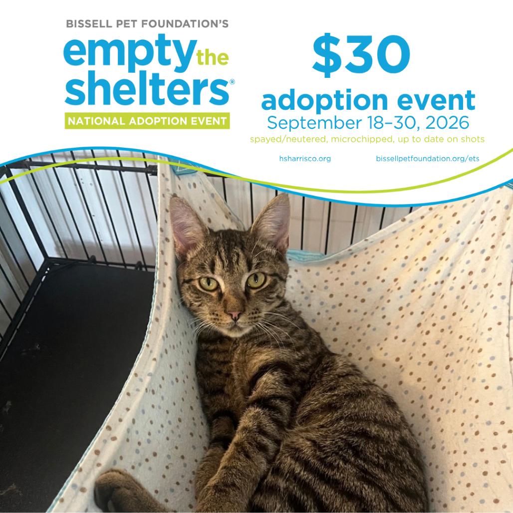 Cason 7354, Adoptable, Young Male Domestic Short Hair.