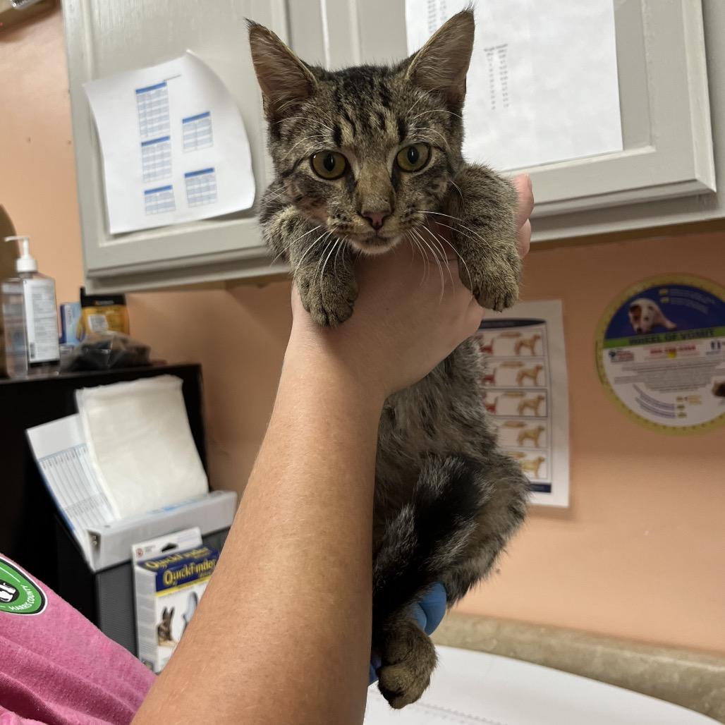 Enlarge Cason 7354, a Adoptable Domestic Short Hair in Hamilton, GA image 2/6