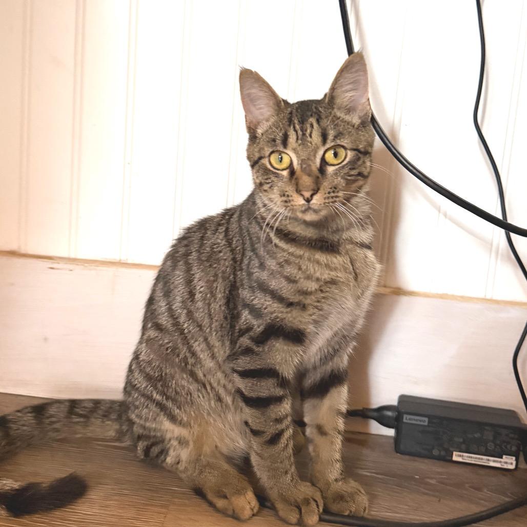 Enlarge Cason 7354, a Adoptable Domestic Short Hair in Hamilton, GA image 3/6