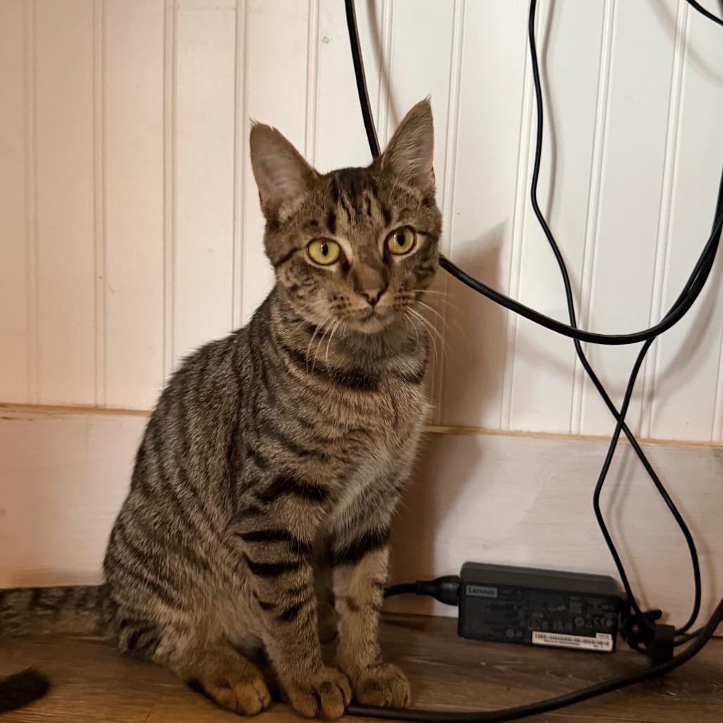 Enlarge Cason 7354, a Adoptable Domestic Short Hair in Hamilton, GA image 4/6