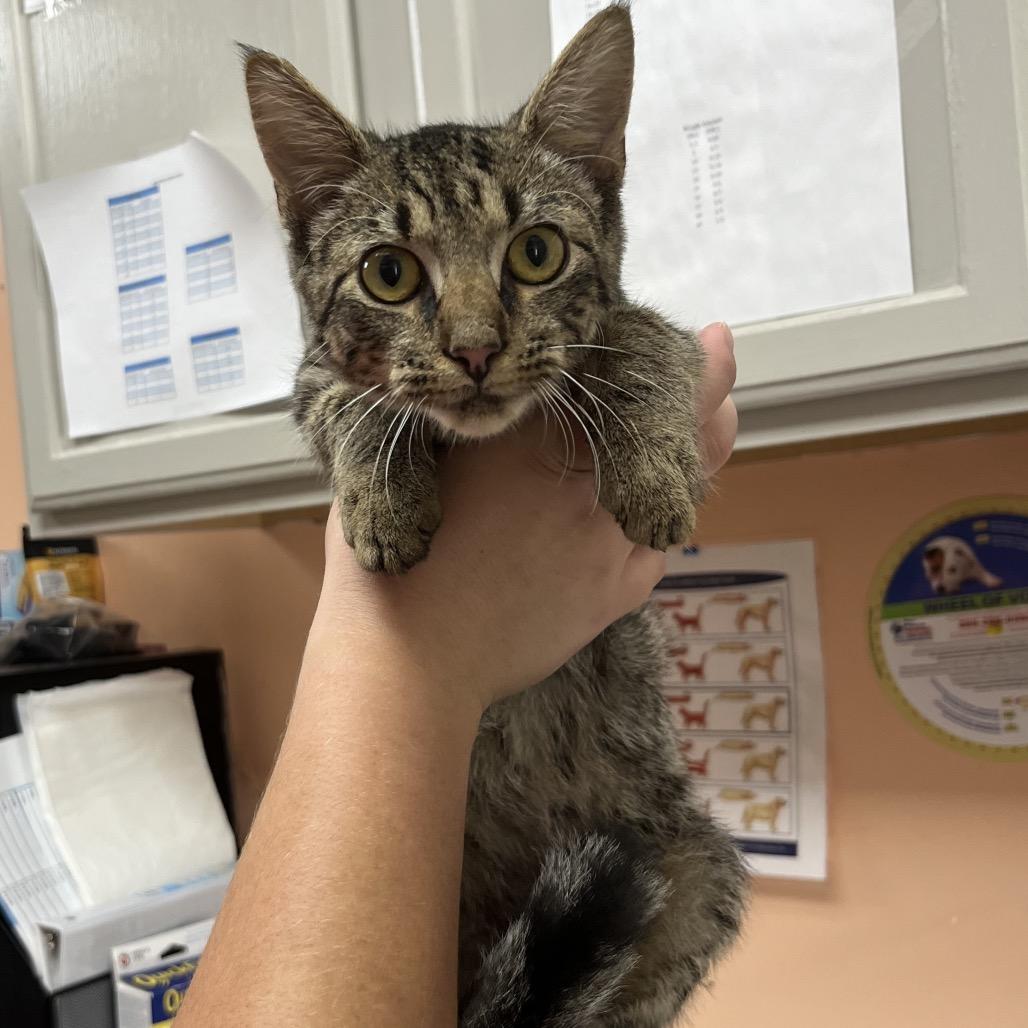 Enlarge Cason 7354, a Adoptable Domestic Short Hair in Hamilton, GA image 5/6