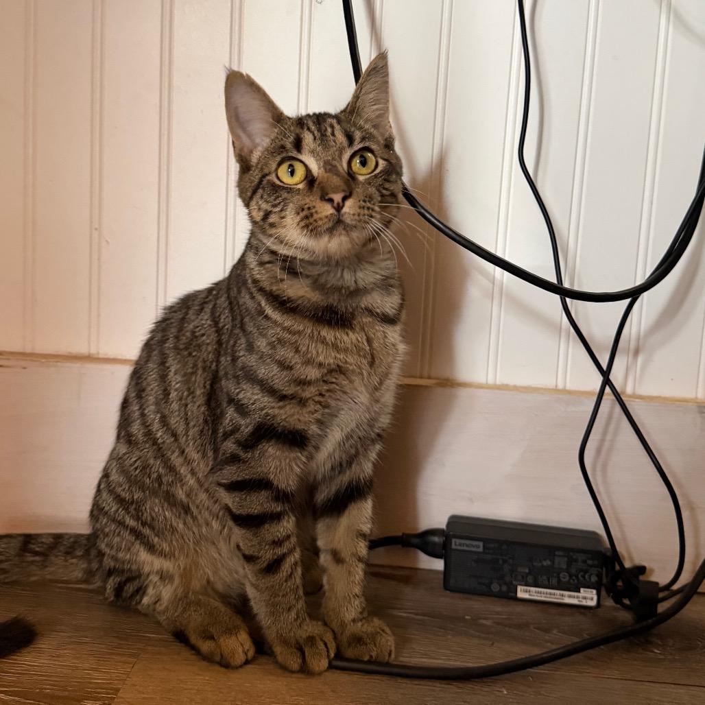Enlarge Cason 7354, a Adoptable Domestic Short Hair in Hamilton, GA image 6/6