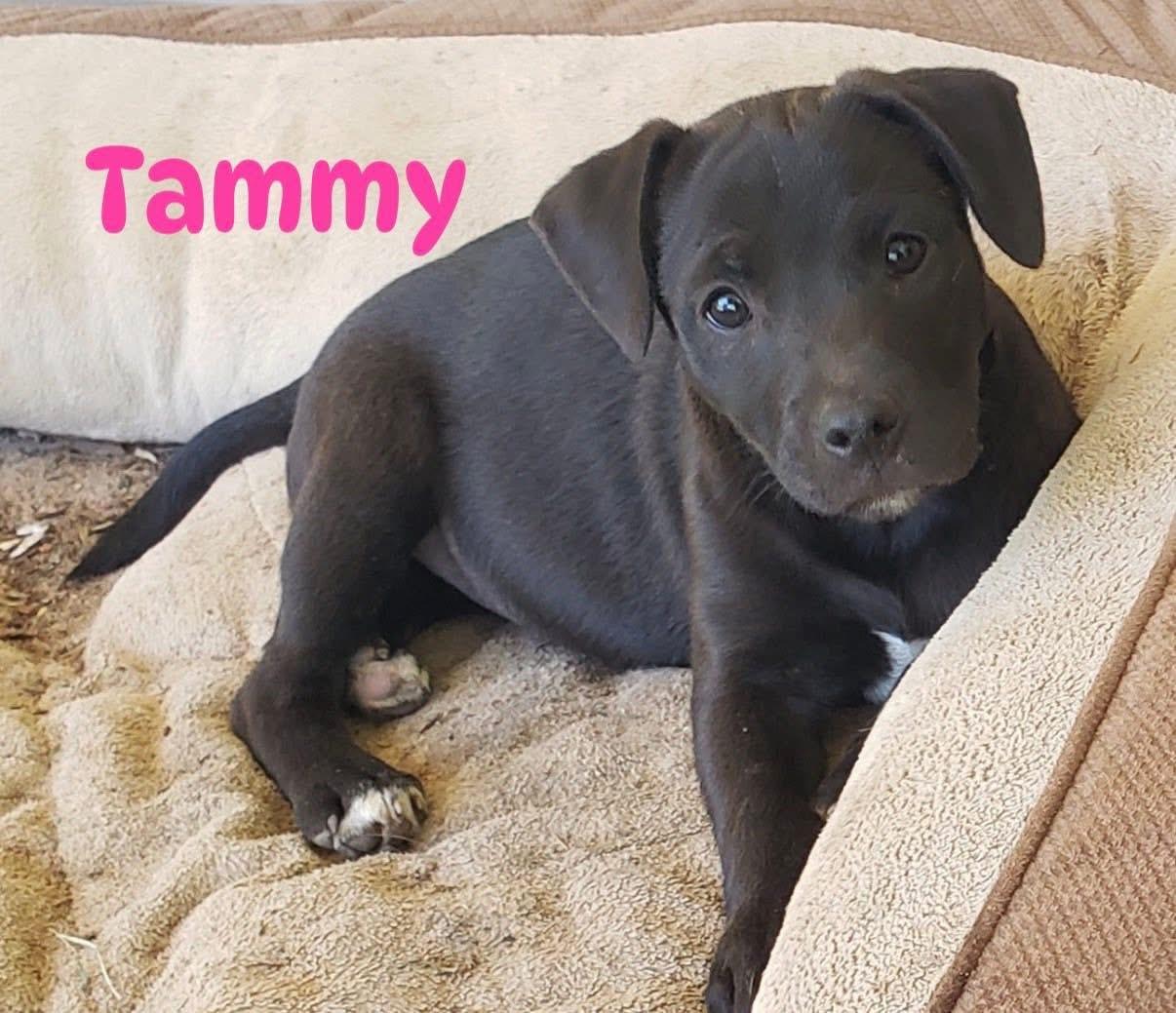 Tammy, ADOPTABLE, Puppy Female Black Labrador Retriever.