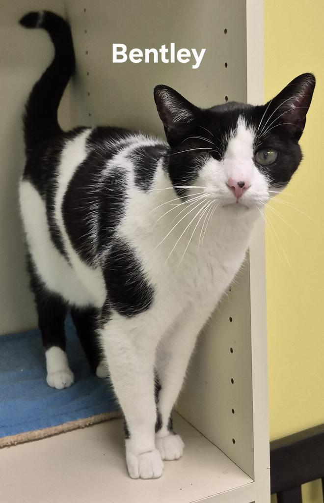 Enlarge Bentley, a Adoptable mixed breed in Kendallville, IN image 1/1