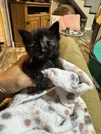 Peony, a Adoptable Domestic Short Hair in Grand Rapids, MI image 1/5