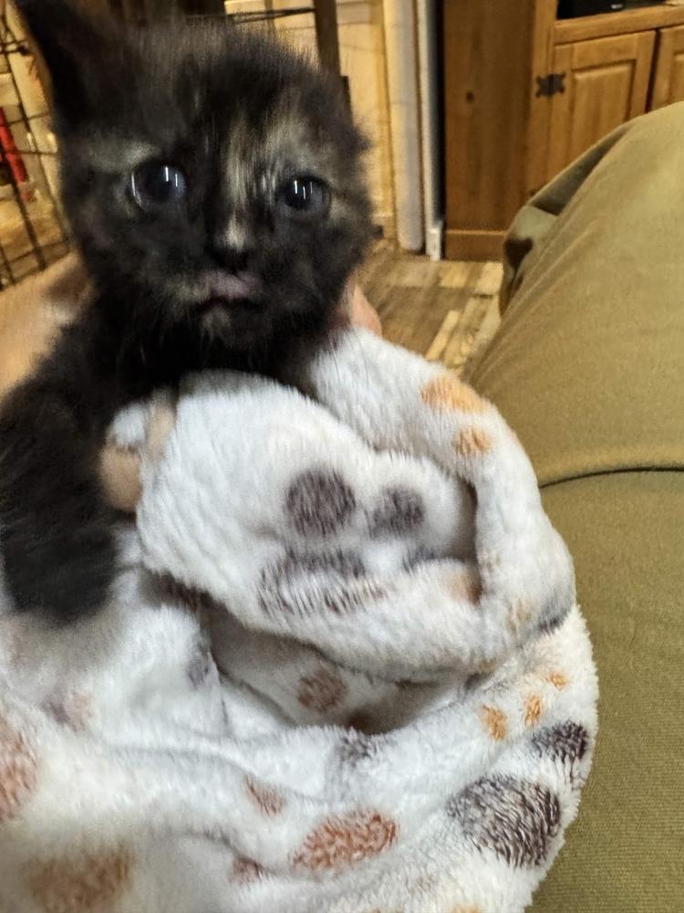 Peony, a Adoptable Domestic Short Hair in Grand Rapids, MI image 2/5