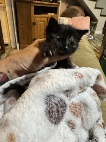 Peony, a Adoptable Domestic Short Hair in Grand Rapids, MI image 3/5