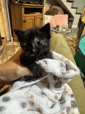 Peony, a Adoptable Domestic Short Hair in Grand Rapids, MI image 4/5
