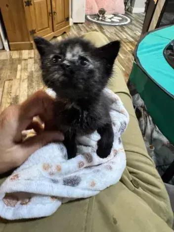 Peony, a Adoptable Domestic Short Hair in Grand Rapids, MI image 5/5
